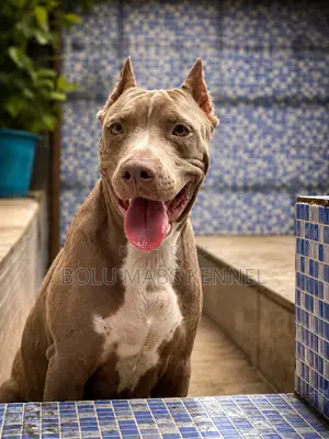 3-6 months Male Mixed Breed American Pit Bull Terrier