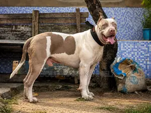 1+ year Male Purebred American Bully