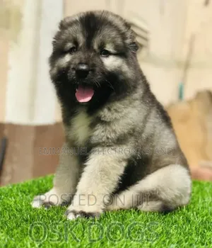 1-3 months Female Purebred Caucasian Shepherd