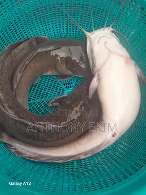 Catfish for Sell