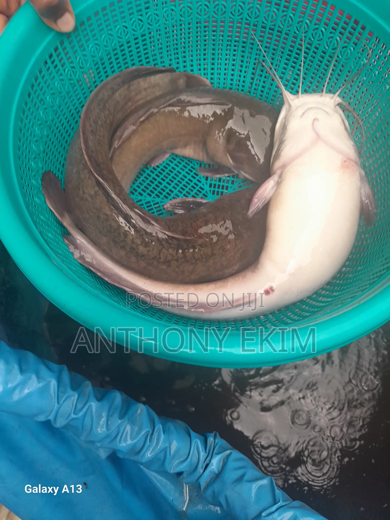 Catfish for Sell