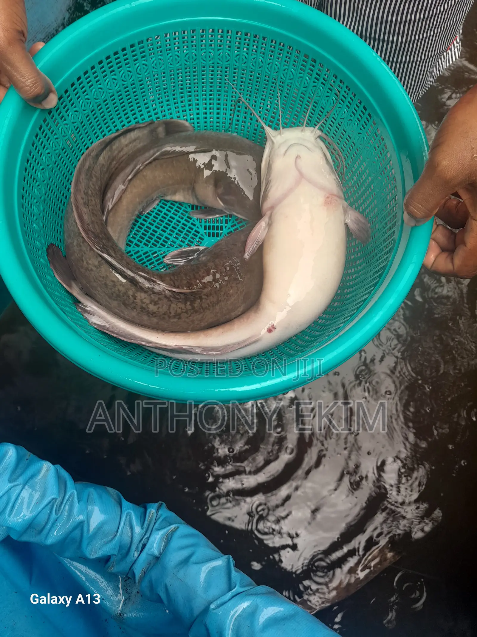 Catfish for Sell