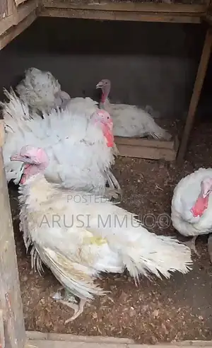 Turkey (Foreign Breed)
