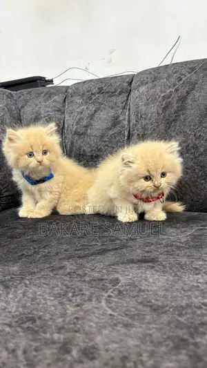 1-3 months Female Purebred Persian