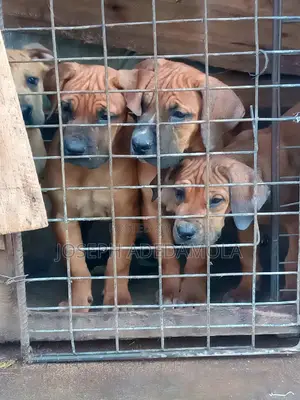1-3 months Female Purebred Boerboel