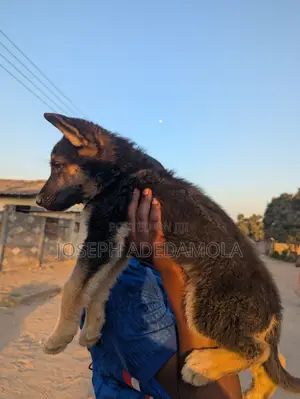 1-3 months Female Purebred German Shepherd