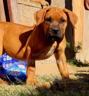 1-3 months Female Purebred Boerboel