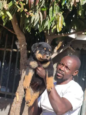 1-3 months Female Purebred Rottweiler