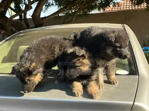 1-3 months Female Purebred German Shepherd