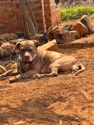 1+ year Female Purebred American Bulldog
