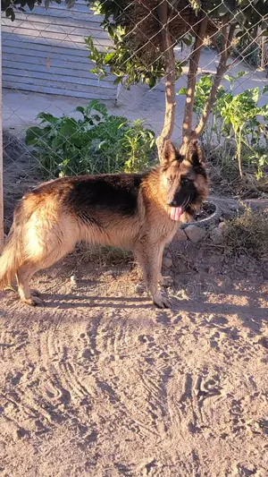 1+ year Female Purebred German Shepherd