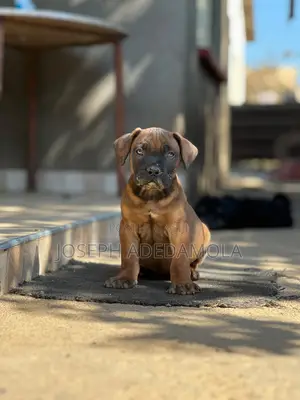 1-3 months Female Purebred Boerboel