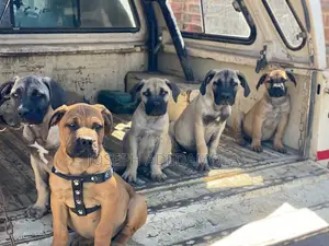 1-3 months Female Purebred Boerboel