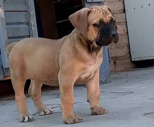 1-3 months Female Purebred Boerboel