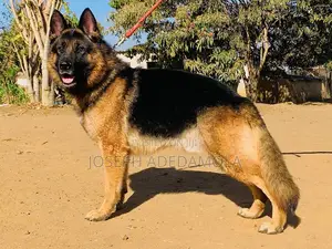 1+ year Female Purebred German Shepherd