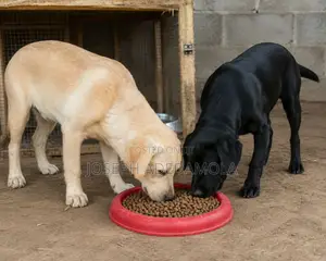1-3 months Female Purebred Labrador Retriever