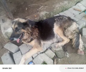 1+ year Female Purebred German Shepherd
