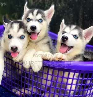 1-3 months Female Purebred Siberian Husky
