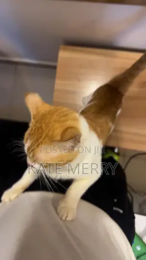 1+ year Male Purebred Tabby