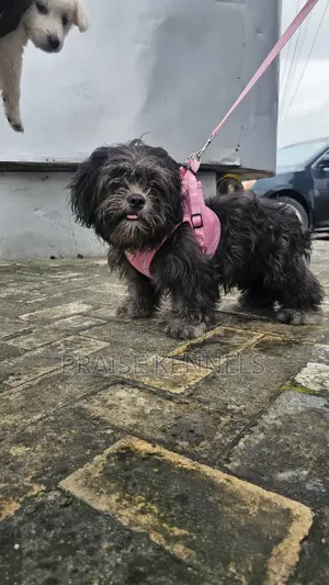 6-12 months Male Purebred Lhasa Apso