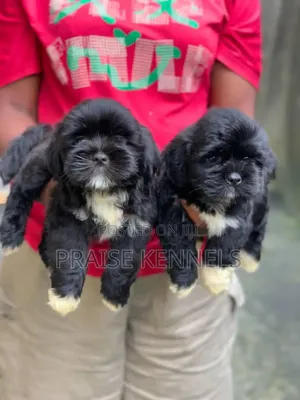 1-3 months Male Purebred Lhasa Apso