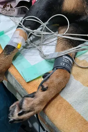 Veterinary Doc in Yaba | Mobile Dog Cat Treatment