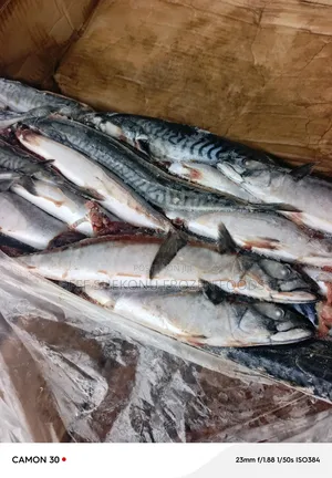 Original Titus Fish