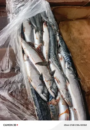 Original Titus Fish