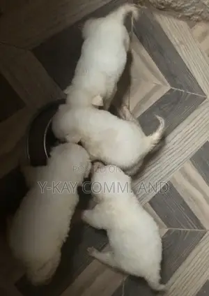 1-3 months Female Purebred American Eskimo