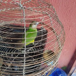 Senegal Parrot and Cage
