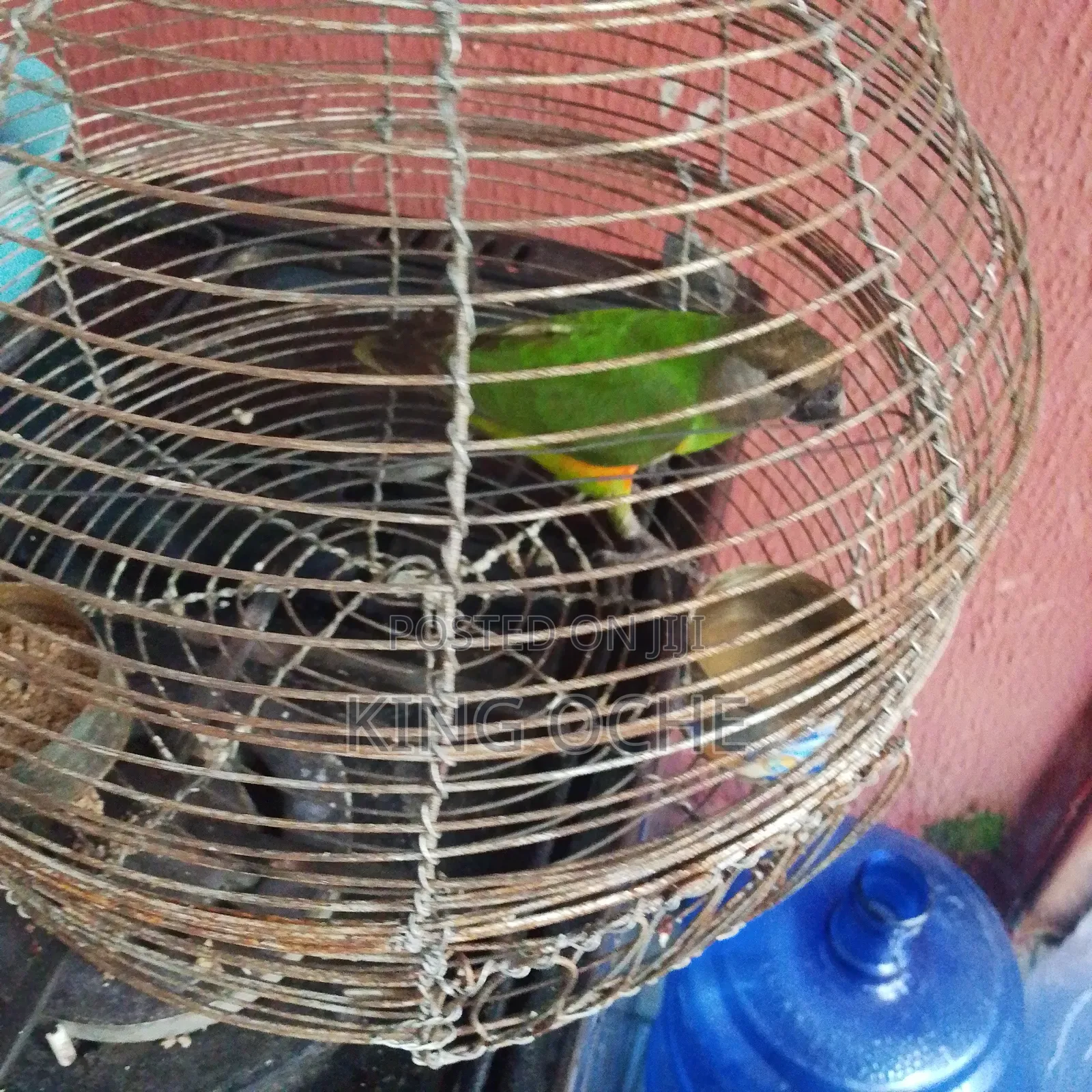 Senegal Parrot and Cage