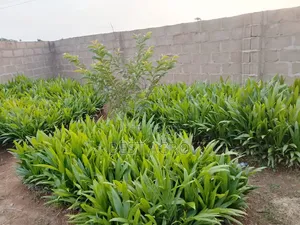 Seedling  for Planting