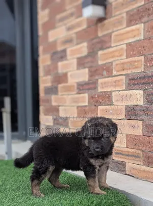 1-3 months Male Purebred German Shepherd