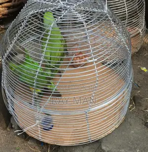 Senegalese Parrots