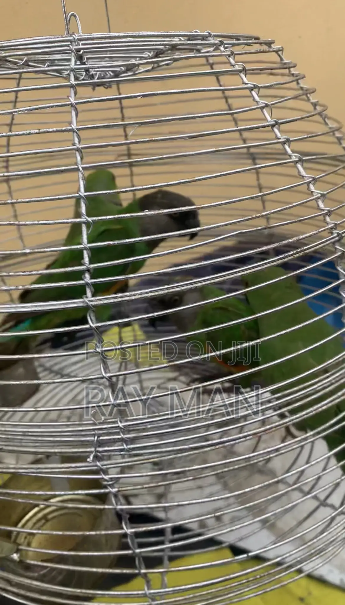 Senegalese Parrots