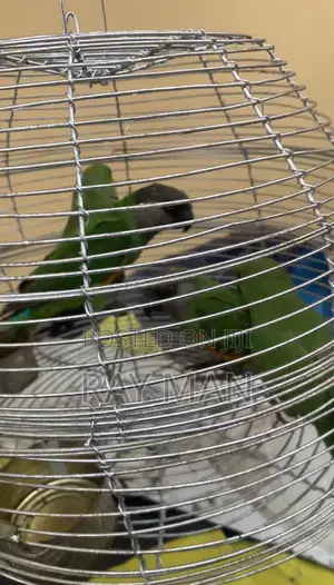Senegalese Parrots