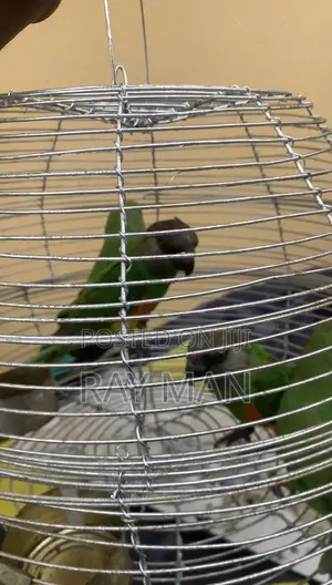 Senegalese Parrots