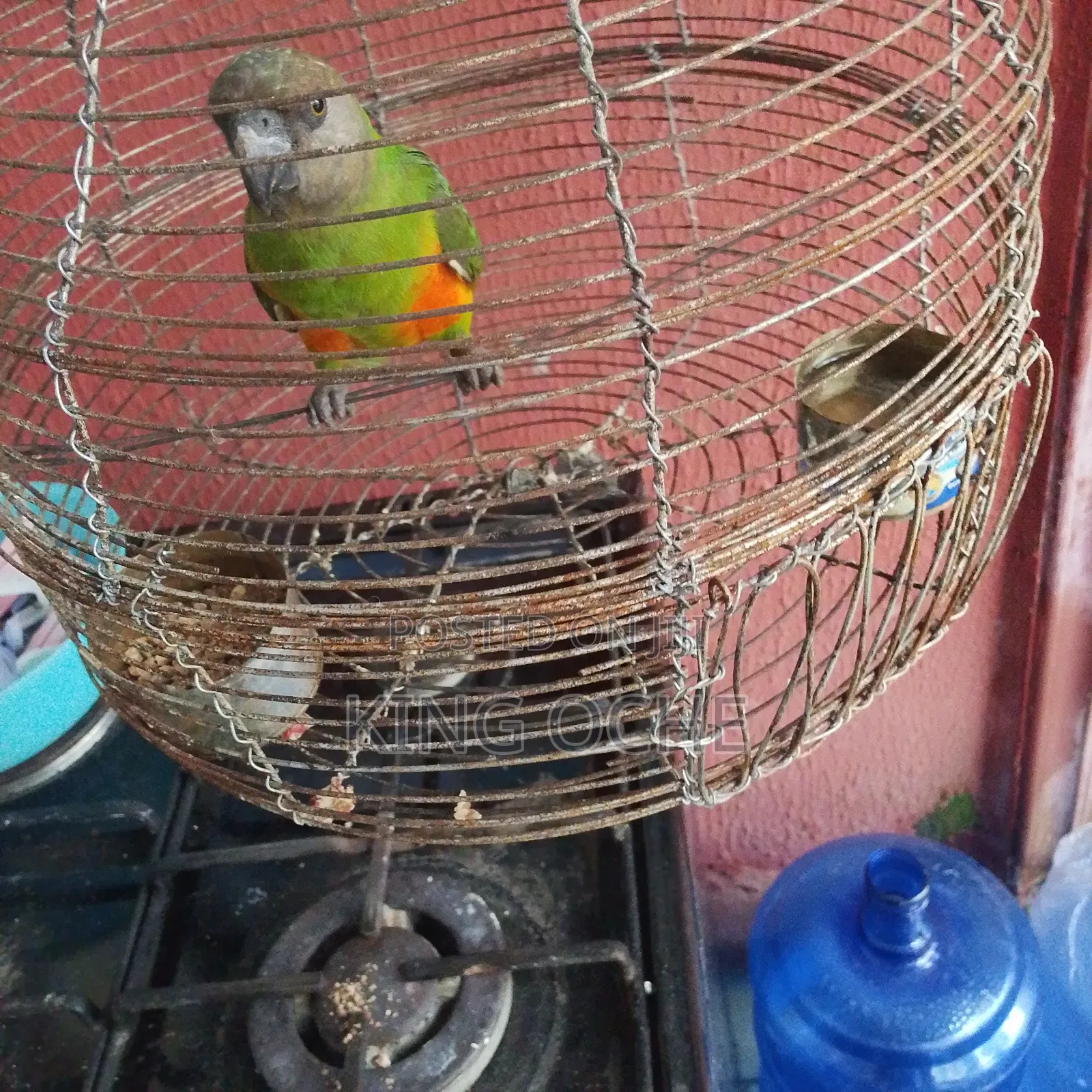 Senegal Parrot and Cage