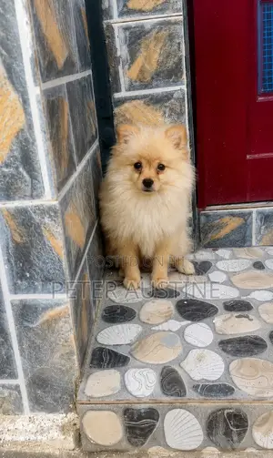 1-3 months Male Purebred Pomeranian