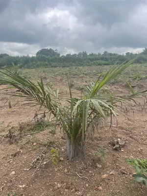 Agro Farm Land