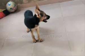 1-3 months Female Purebred German Shepherd