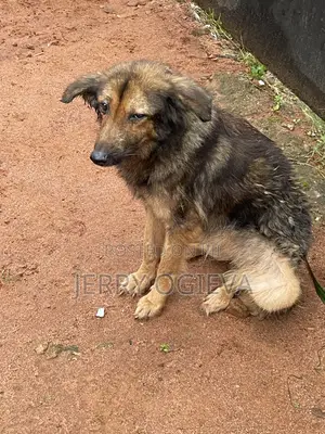 1+ year Female Mixed Breed German Shepherd