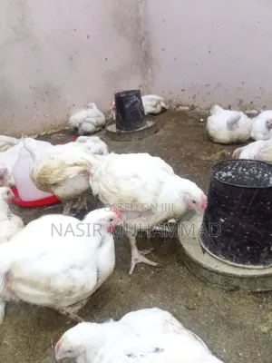 Kajin Broilers Sati 5 Ko 6 Don Gidajen Abinci a Kano