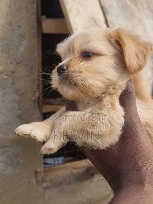 0-1 month Male Purebred Lhasa Apso