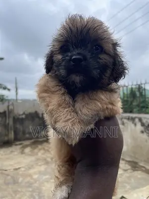 0-1 month Female Purebred Lhasa Apso