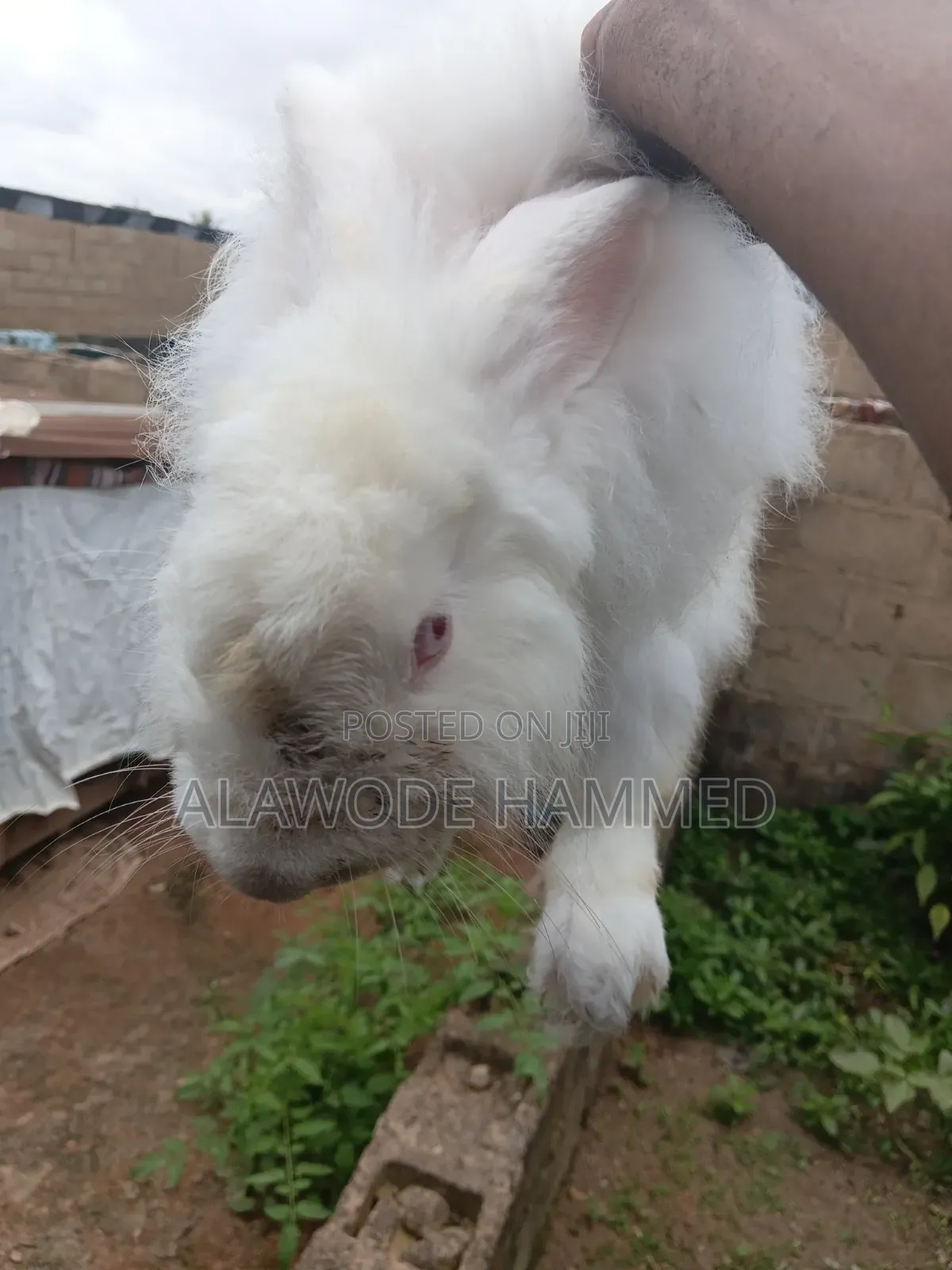 Buck Angora  8month Old