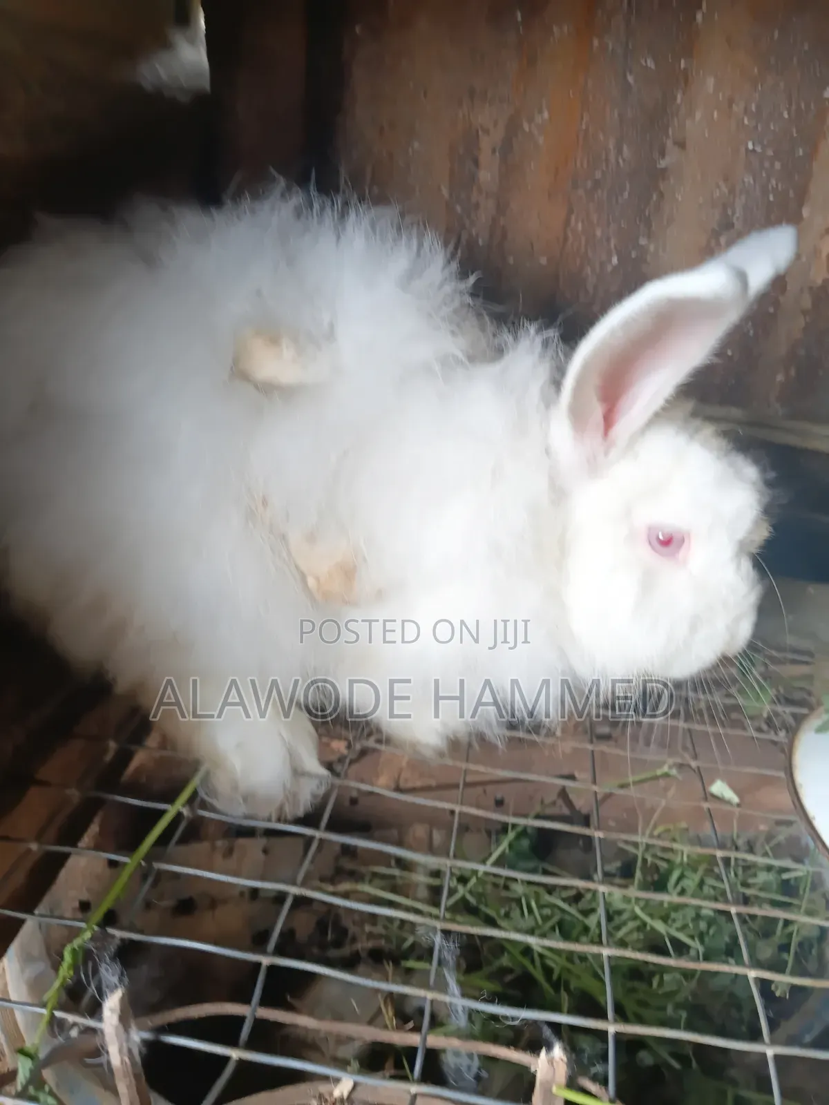 Buck Angora  8month Old