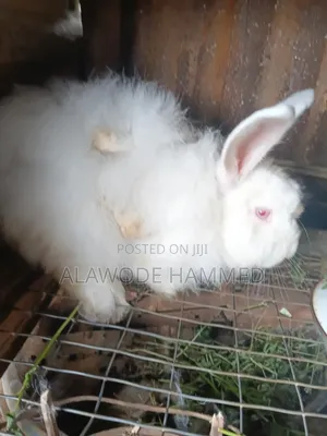 Buck Angora  8month Old