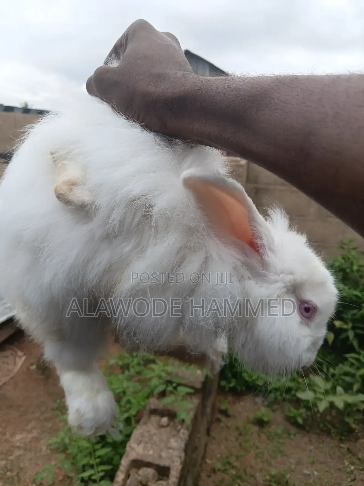 Buck Angora  8month Old