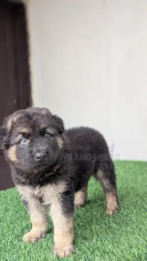 1-3 months Male Purebred German Shepherd